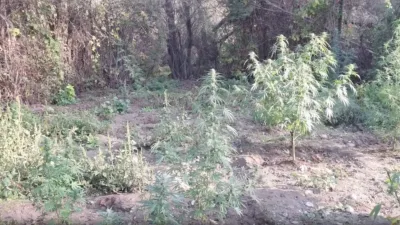 Diyarbakır’da uyuşturucu operasyonu: 48 bin 579 kök kenevir imha edildi